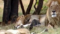 Showing two lions  , Attacking of Lions  Lions kill another port to a meal Pt02