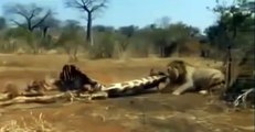Lions Attacked with other animals - Attacking