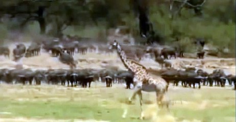Lions Attacked with other animals  Attacking of Lions P02