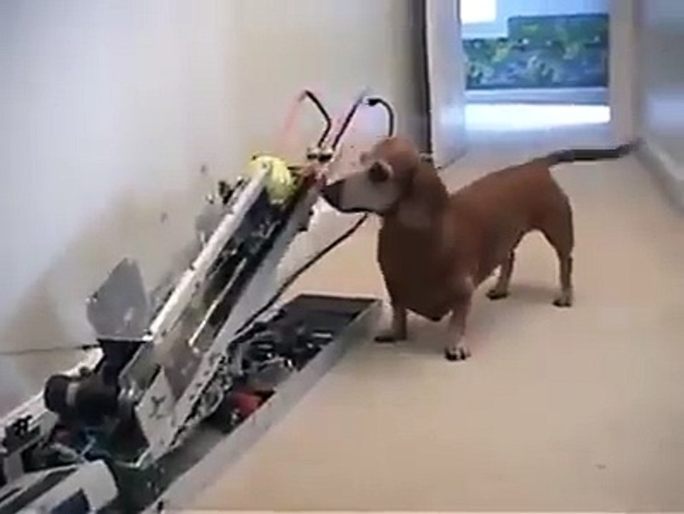 Awesome invention for home alone dogs!