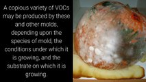 Remove Mold Odors from Home