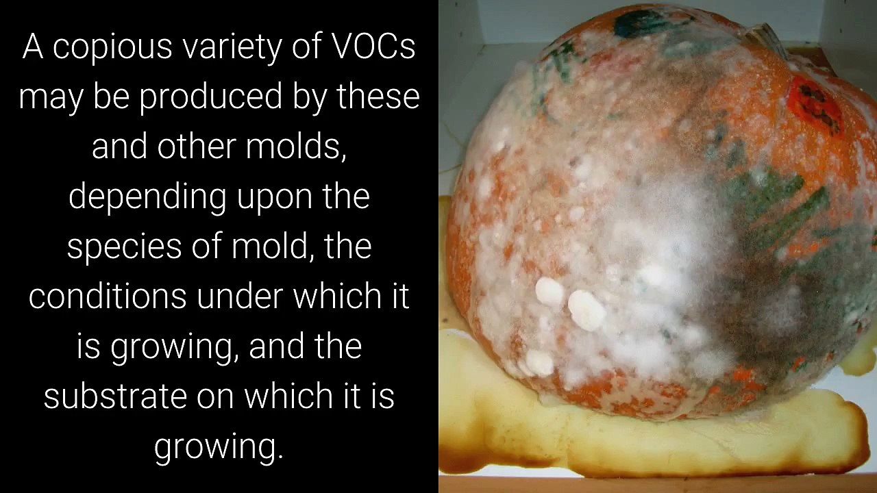 Remove Mold Smells