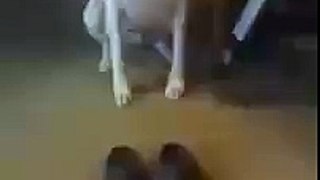 Funny Pranks Video of Animal funny Video