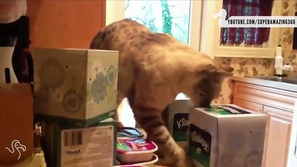 Thegramophone | Cats Knocking Stuff on the Floor