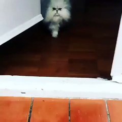 If Samuel L Jackson was a white cat