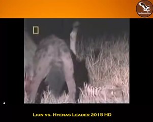 male lion kill Hyena leader - hyenas war 2015!