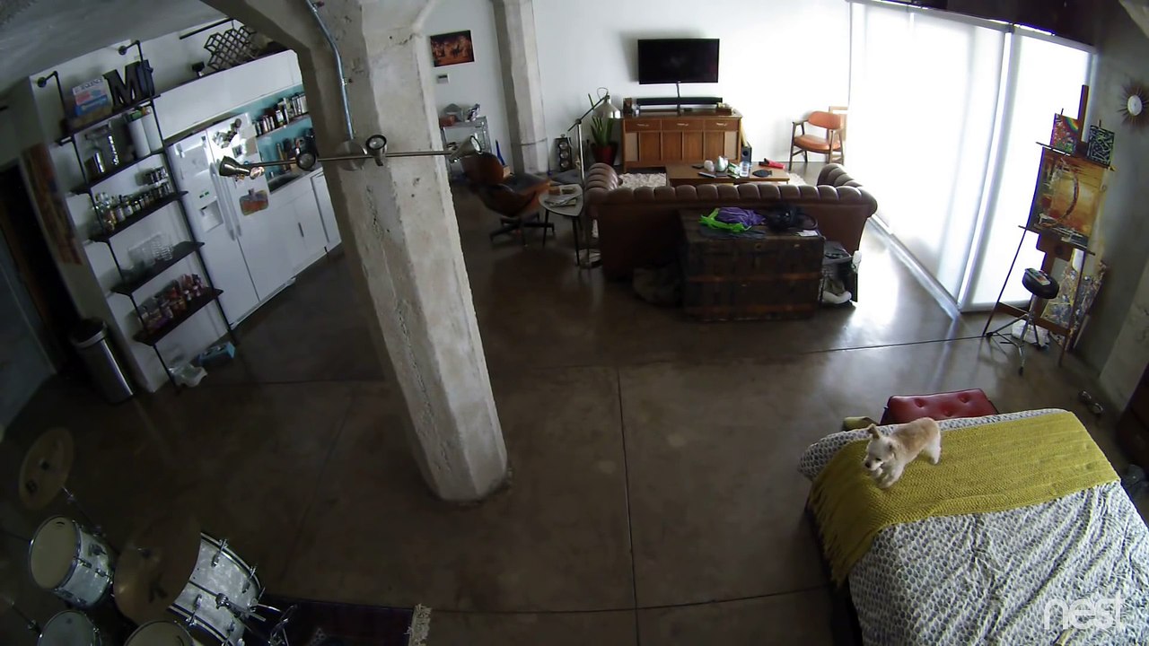 Cat Shuts Up Dog (2)