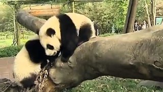 Pandas competing for a sunbathing spot