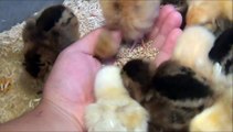 Adorable Baby Chickens :D