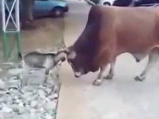 Ha Ha ha Brave Goat One on One with Heavy Bull-Amazing-