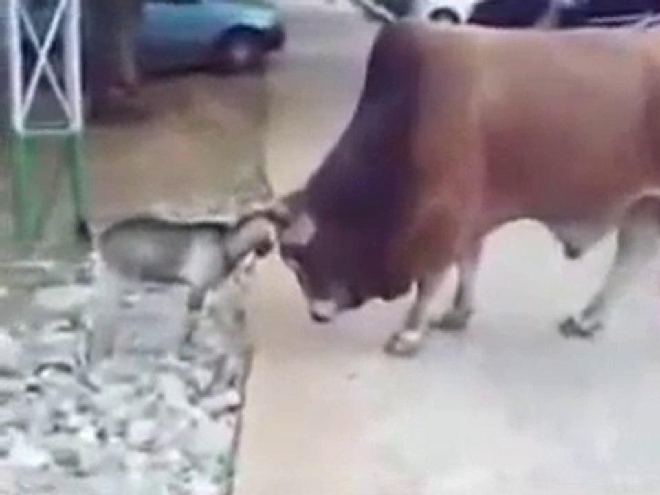 Ha Ha ha Brave Goat One on One with Heavy Bull-Amazing-