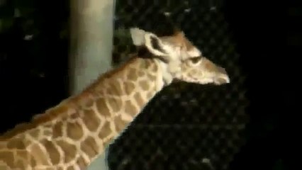 amazing A Really Tall Baby Funny Animal Videos