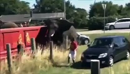 OMG!!! Elephant gone crazy in the public