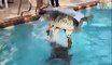 Play with a Gator in swimming pool - Crazy gator Boys..