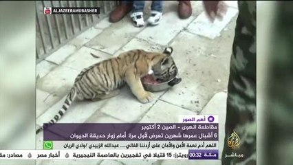 لأول مرة ٦ أشبال عمرها شهرين في حديقة الحيوان بالصين