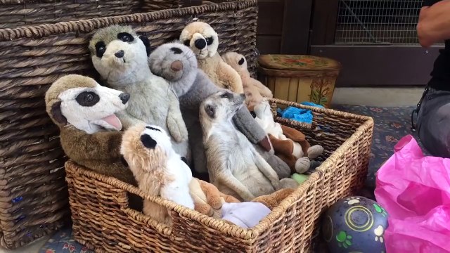 Un suricate fait dodo avec ses amis peluches suricates... Trop mignon
