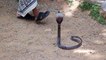 Sri Lanka Mirissa Schlangenfarm Snake Farm Cobra and Scorpion amazing snake attack