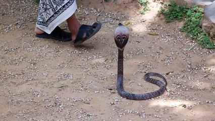 Sri Lanka Mirissa Schlangenfarm Snake Farm Cobra and Scorpion amazing snake attack