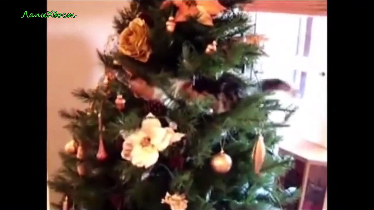 ► Fun with animals. The best 2015. №3 ★★★★✰