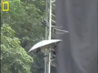 Incredible Flying Snake