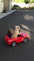 Cute dog drives little kid in mini car toy!! Schumacher as a Dog haha