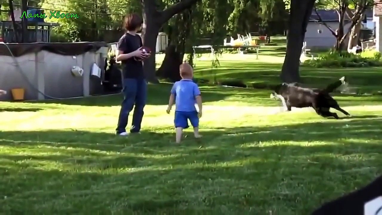 ► Fun with animals. The best 2015. №18 ★★★★✰