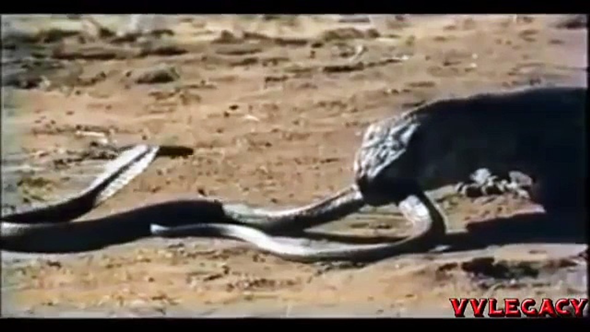 Black Mamba Snake Vs King Cobra