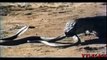 King Cobra Vs Komodo Dragon Amazing Deadliest Fight