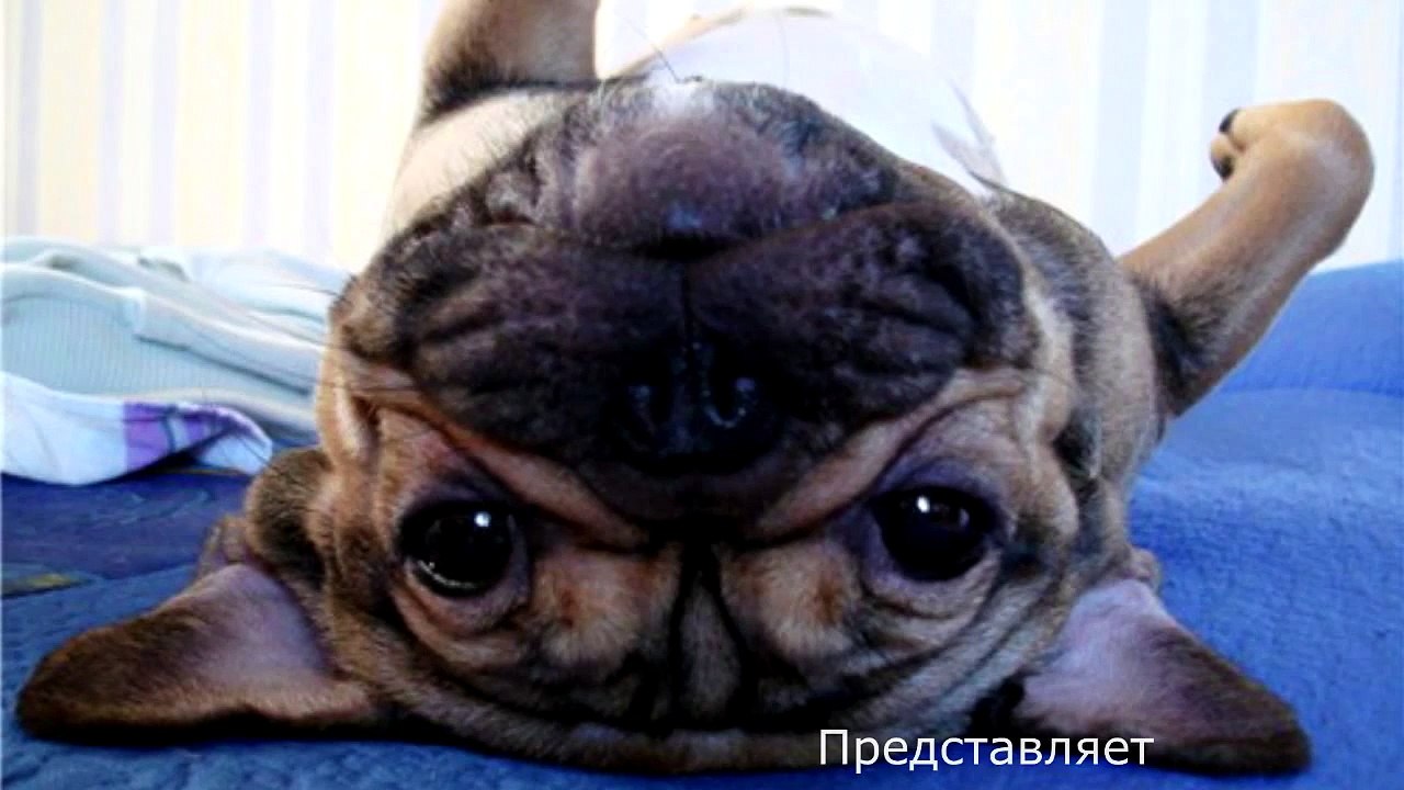 ► Fun with animals. The best 2015. №7 ★★★★✰