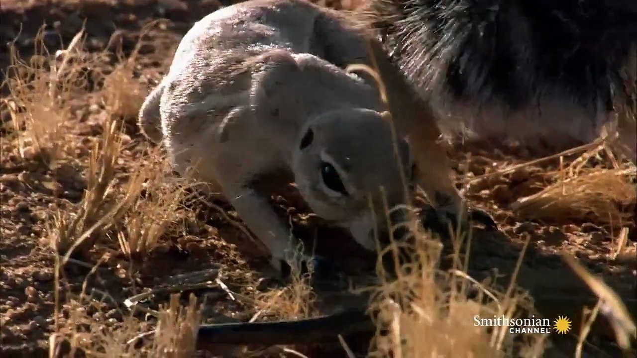 Mongoose Vs. Cobra