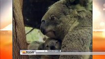 Koala cub DEBUTS at zoo in Thailand
