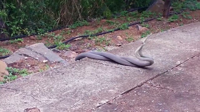 Black Mamba Battle_ Deadliest Venomous Snakes Spar