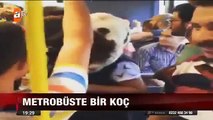 Koçla metrobüse binen adam kamerada