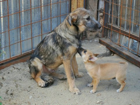 Goofy est à adopter