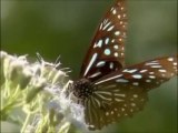 Mariposas (Lepidoptera)