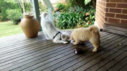 Les chiens contre-attaquent