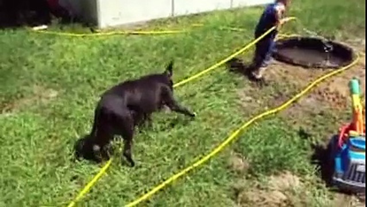 Funny Dogs