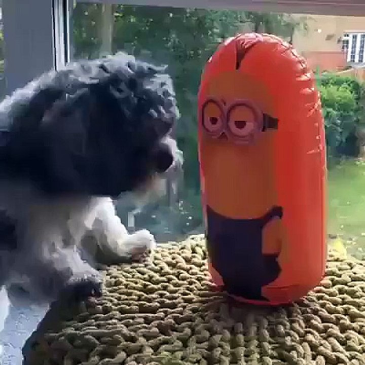 Dog fight with Minions