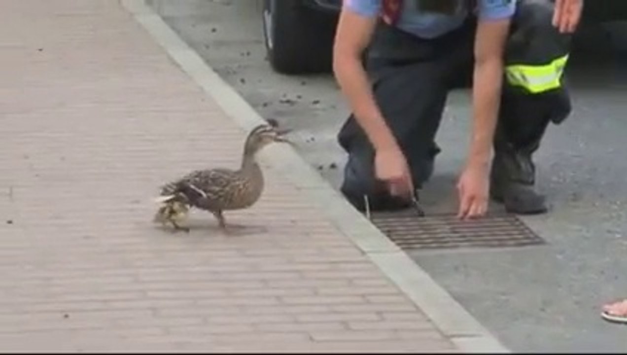 Mummy duck quacking at people