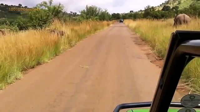 Quand un éléphanteau essaie d'impressionner des touristes