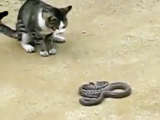 Kedi ile Yılan Kapışması