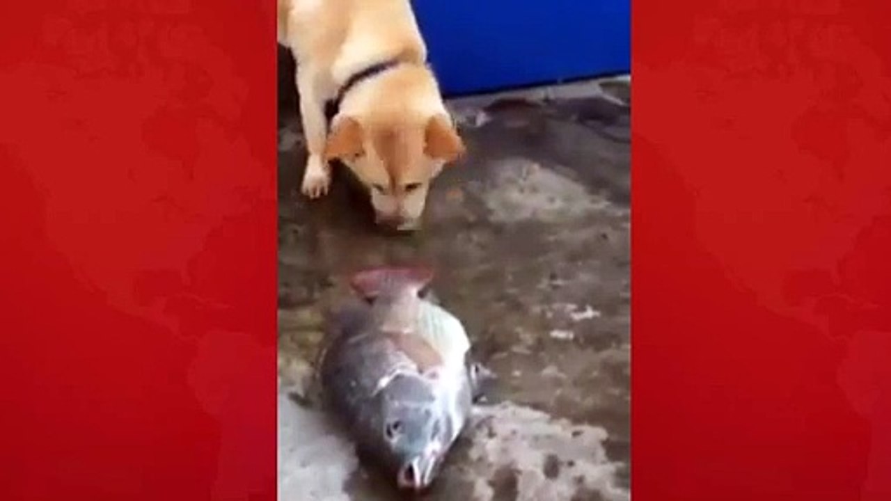DOG FISH