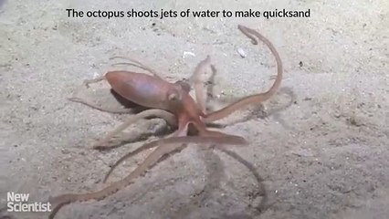 Octopus makes its own quicksand then vanishes inside