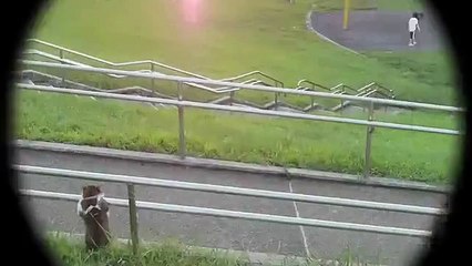 Cat sitting interested relaxed Video