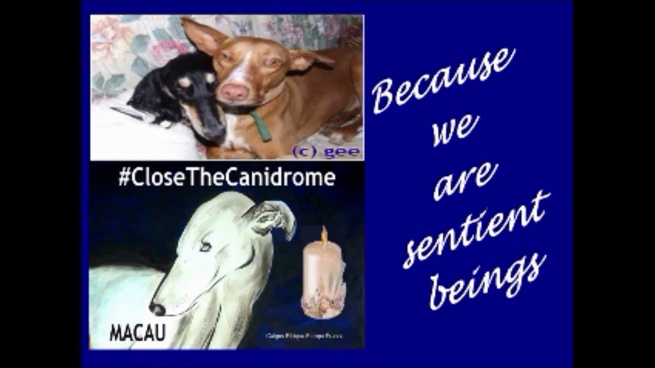 macau-close-the-canidrome