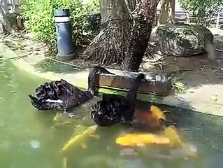 Goose Feeding Fish Amazing Relationnship