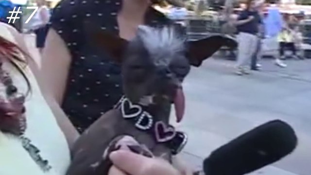 12 САМЫХ СТРАШНЕНЬКИХ СОБАК В МИРЕ