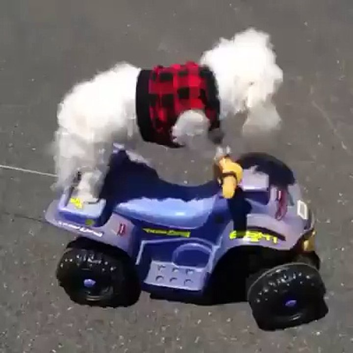 Trop mimi ces 2 petits chiens