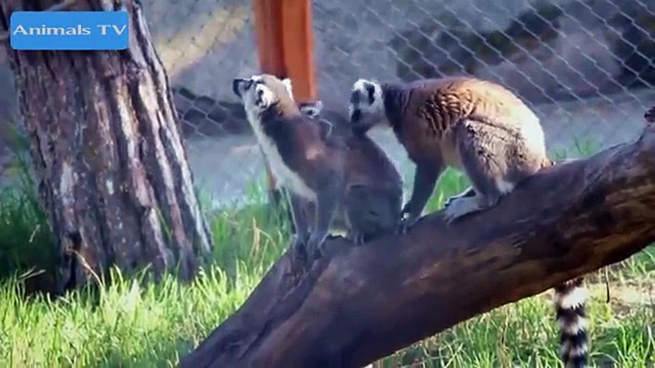 Funny Cat Funny Videos Funny Animals Videos Compilation 2015 #9