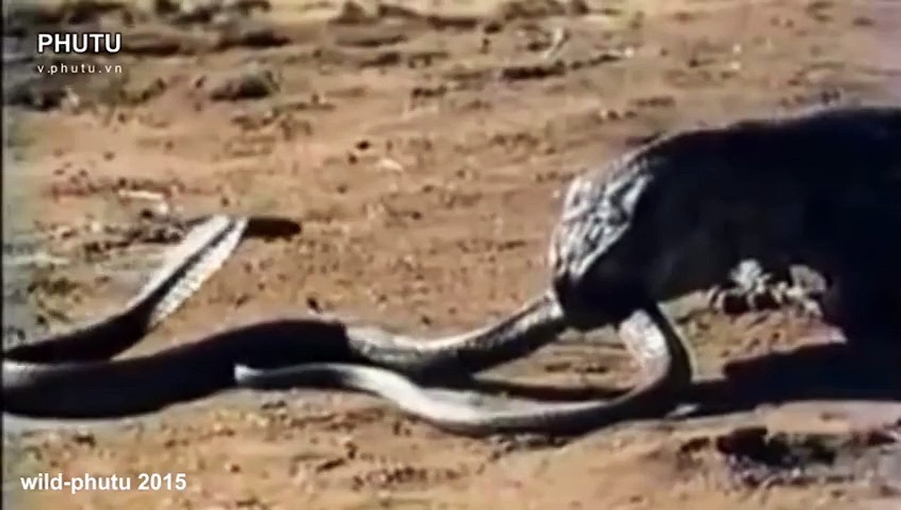 Komodo Dragon VS Cobra Snake Fight - video Dailymotion